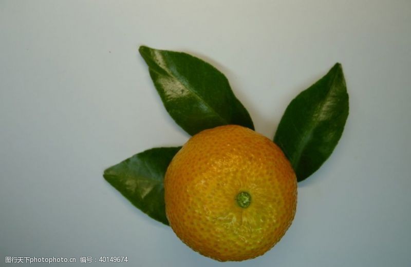 橘子柑橘图片