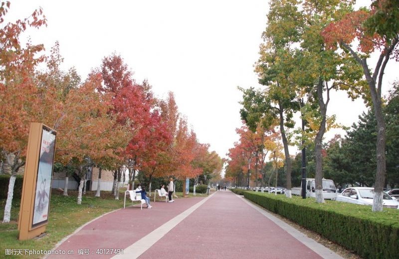 落叶树公园秋天图片