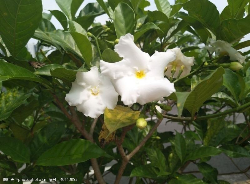 花朵狗牙花图片