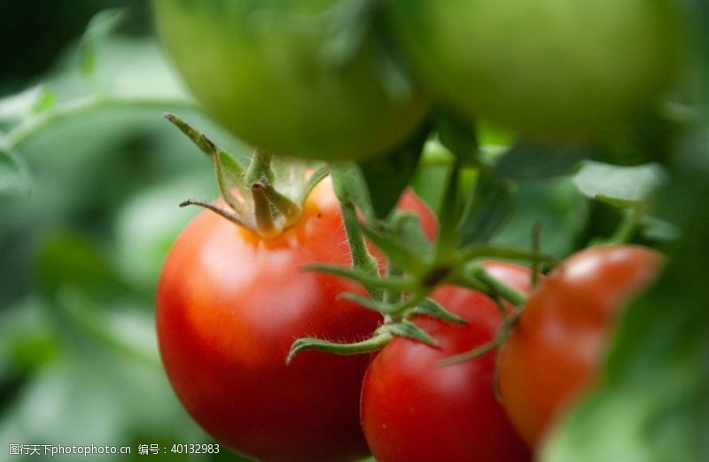 西红柿红番茄图片