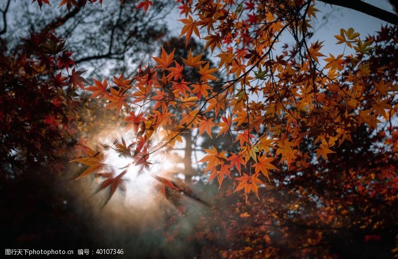 秋天枫林红枫图片