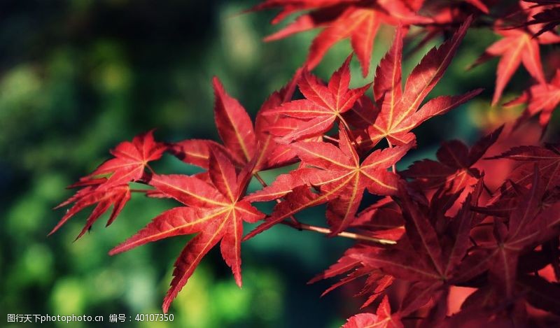 秋天插图红枫图片