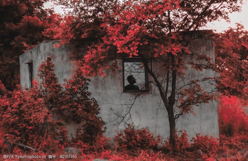 庭院红枫图片