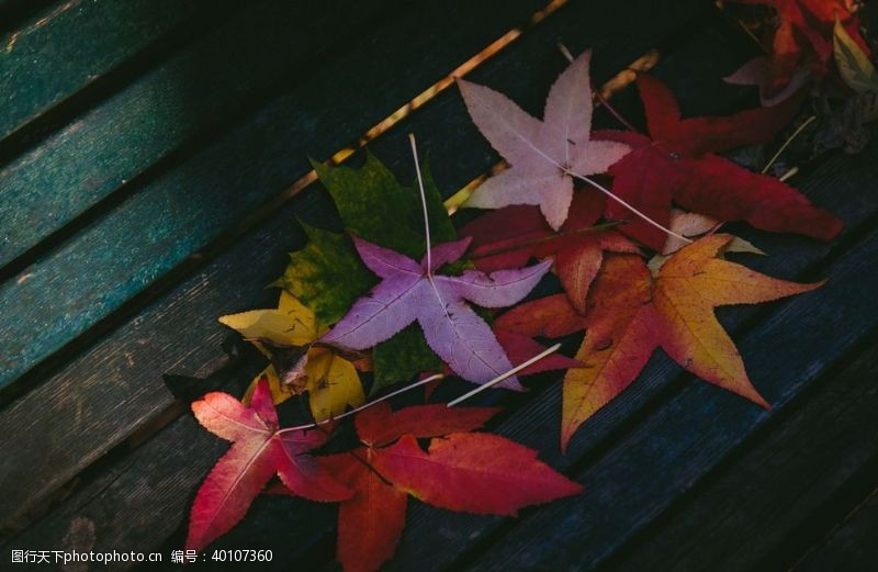 秋季背景红枫图片