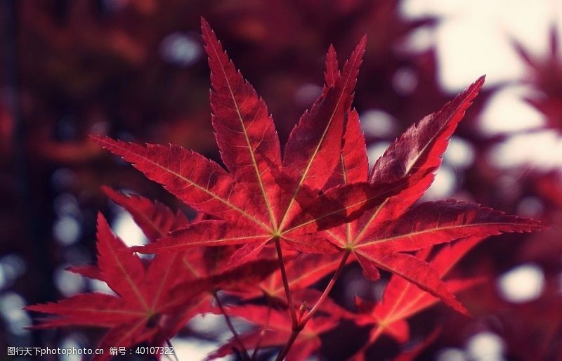 秋天插图红林图片