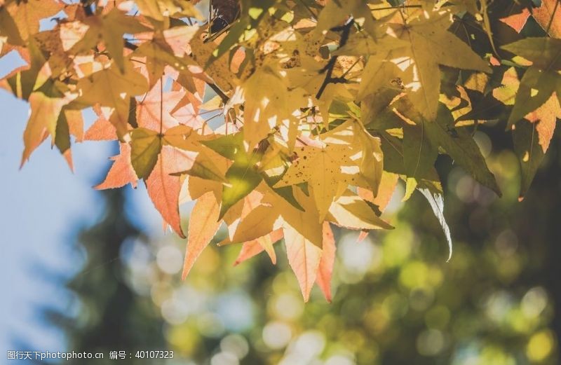 秋季元素红林图片