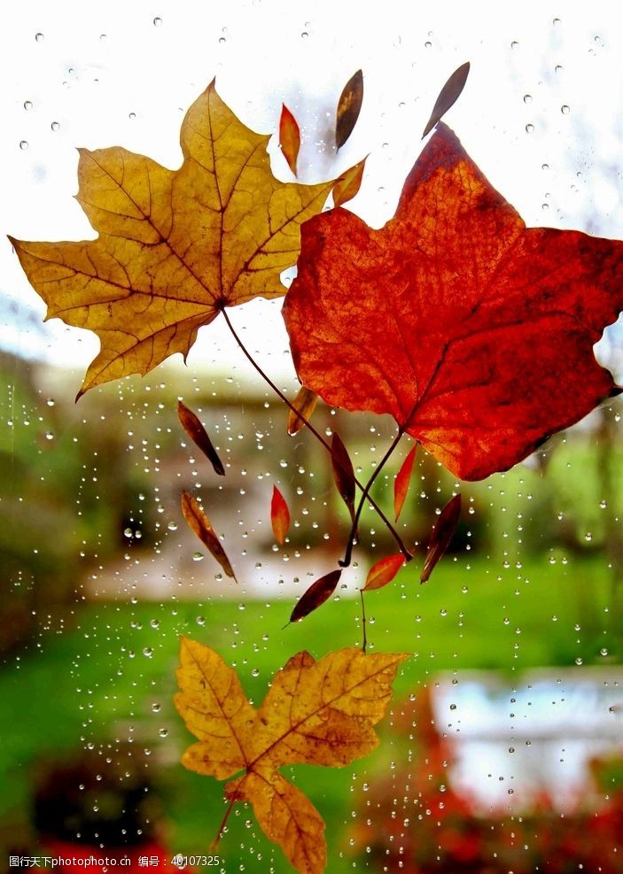 秋季元素红林图片
