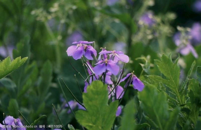 兰花花朵图片