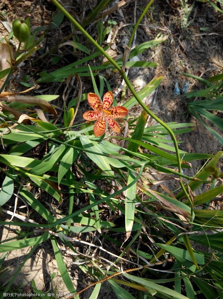 花瓶花卉图片