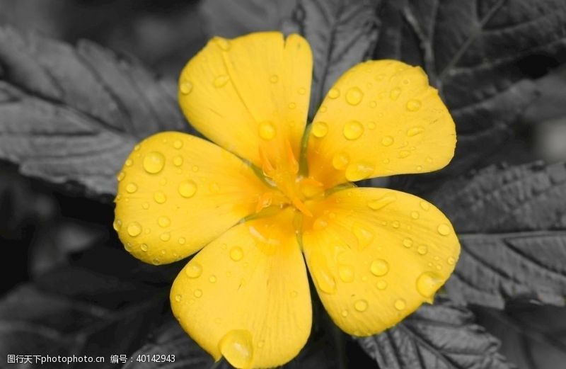 花草树木黄花图片