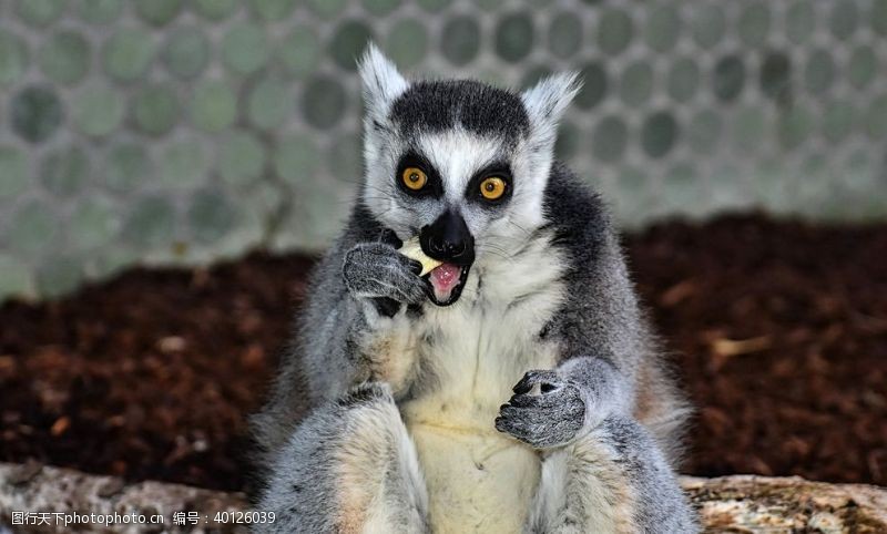 马达加斯加岛环尾狐猴图片