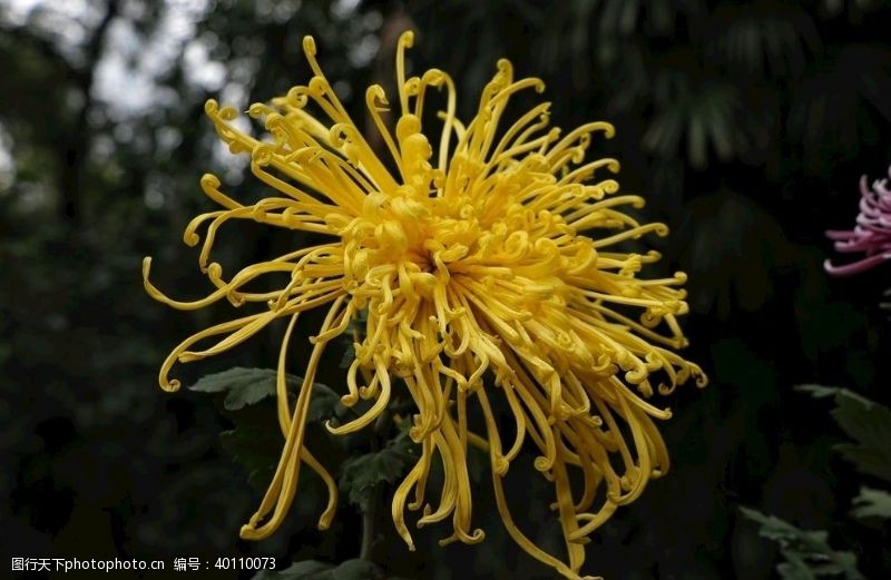 黄色花朵菊花图片