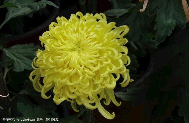 菊科花卉菊花图片