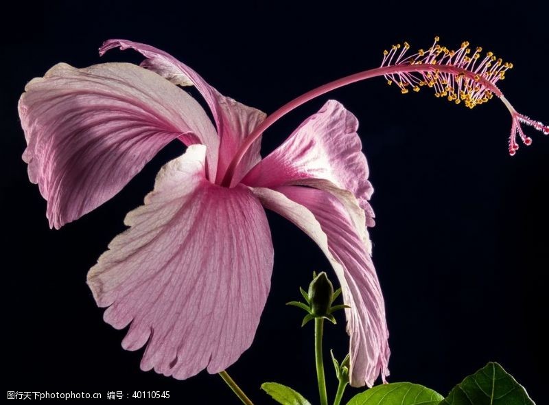 紫色花拒霜花图片