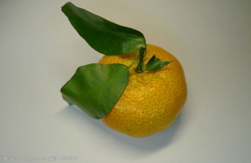 柑子橘子图片