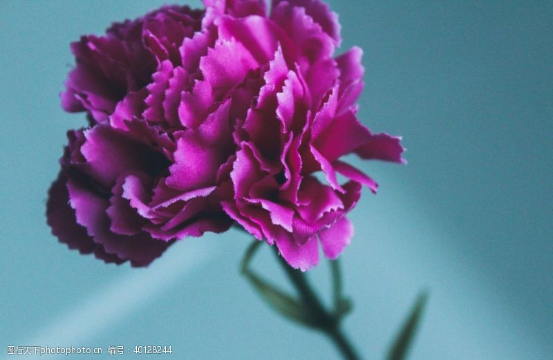 淡紫色背景康乃馨花图片