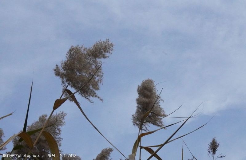 绿水青山芦苇图片