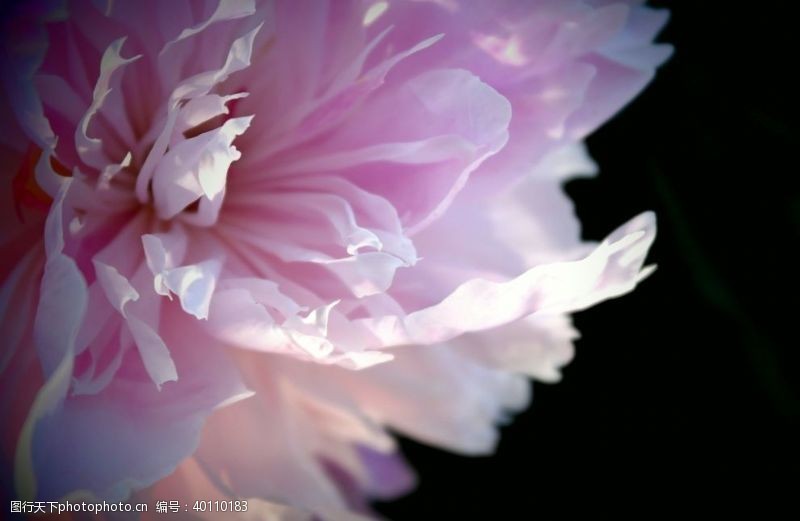 美丽花朵漂亮的牡丹花图片