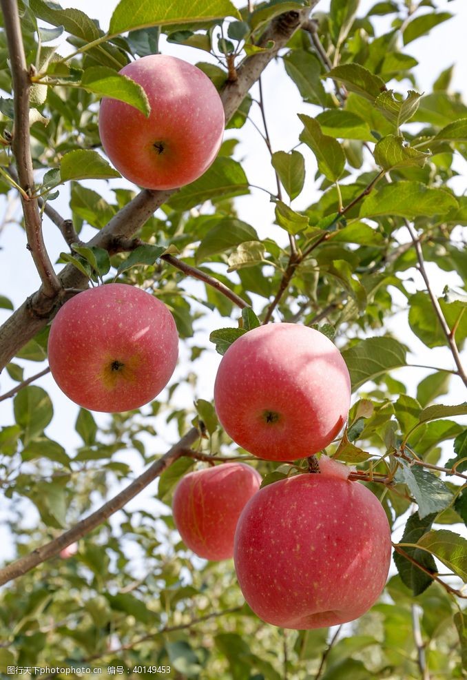 水果摄影苹果树摄影图片