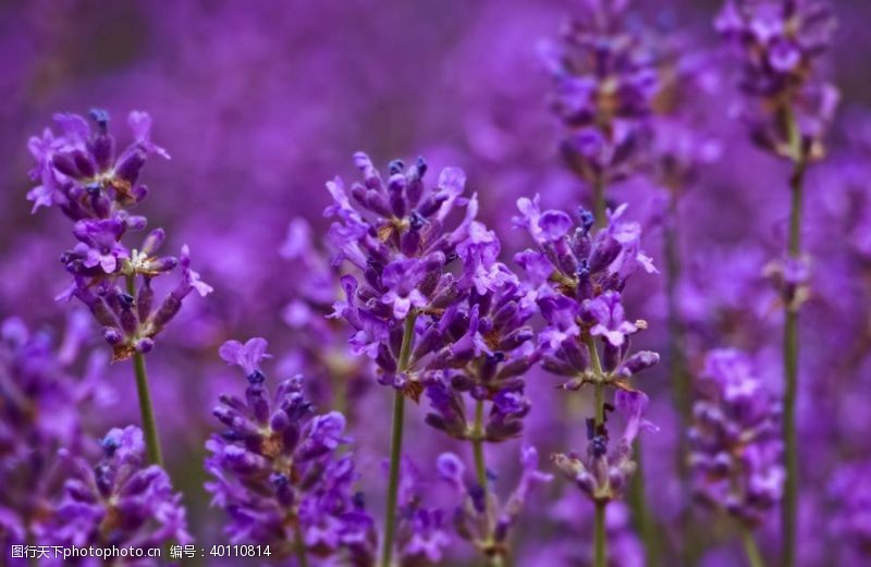 紫色花朵普罗旺斯图片