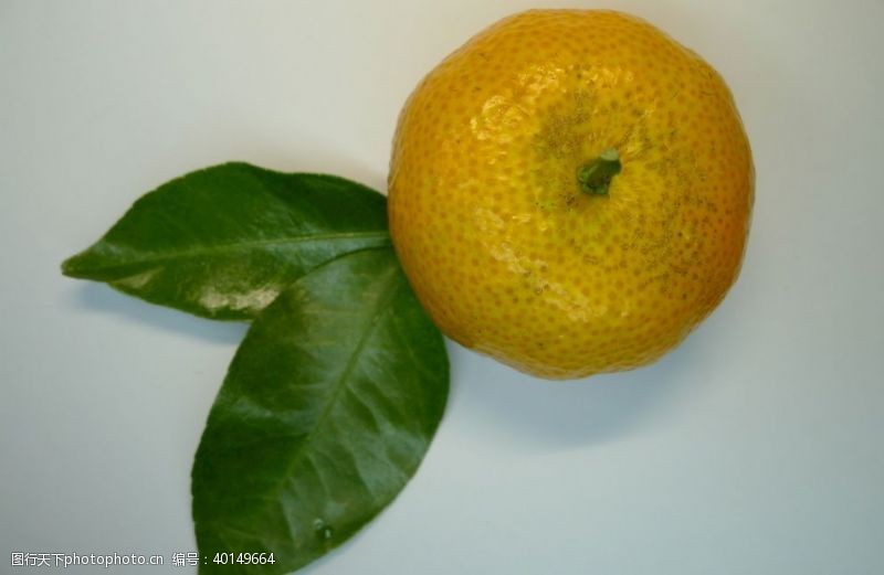 水果宣传单青橘图片