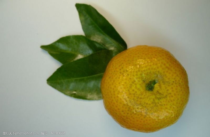 橘子包装青橘图片