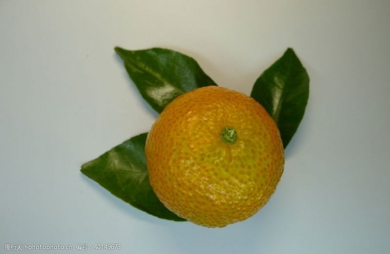 橘子青橘图片