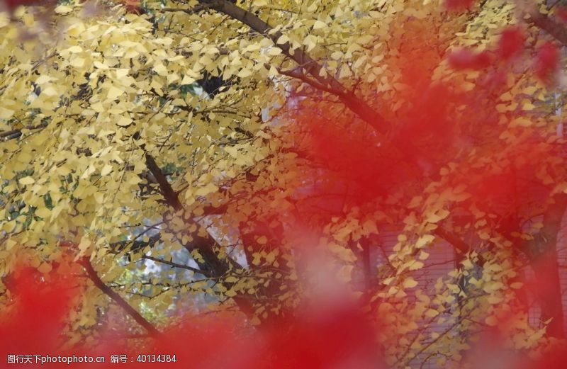 枫叶秋色图片