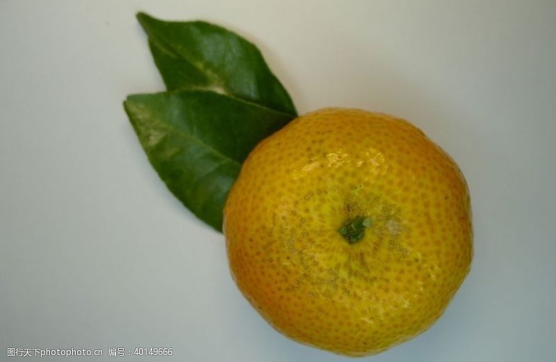 柑橘沙糖桔图片
