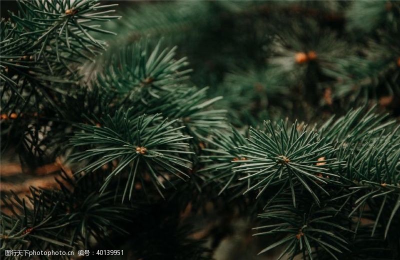 psd节日素材圣诞树图片