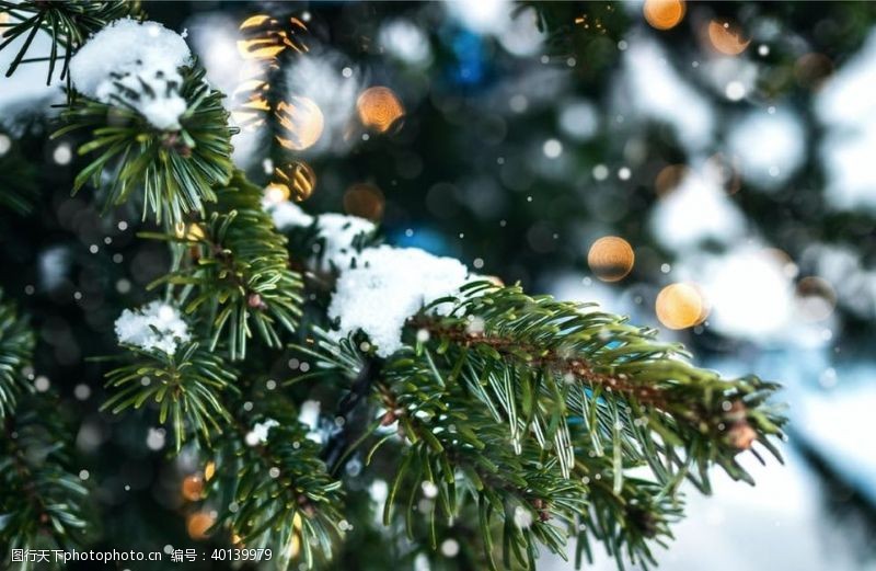 艺术摄影圣诞树图片