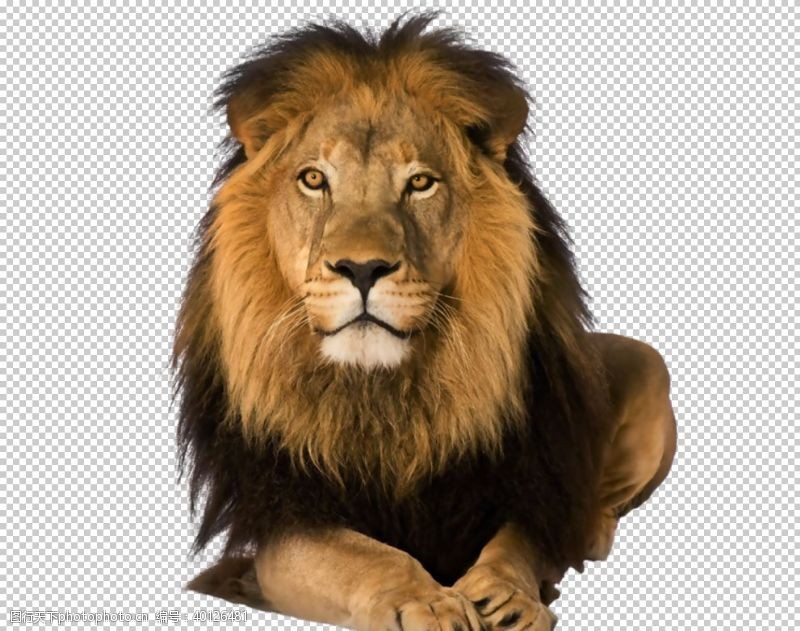 png透明底狮子图片