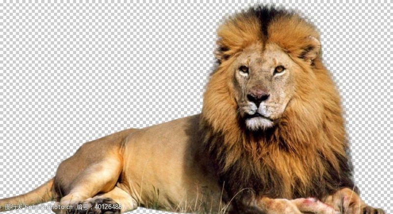 png透明底狮子图片