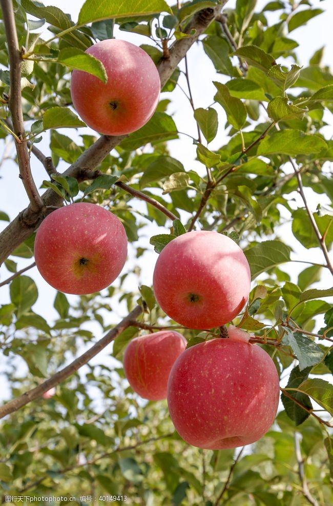 水果设计树枝上的苹果拍摄素材图片