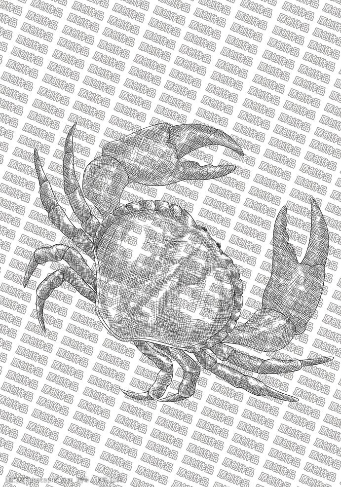 蟹卡素描螃蟹图片