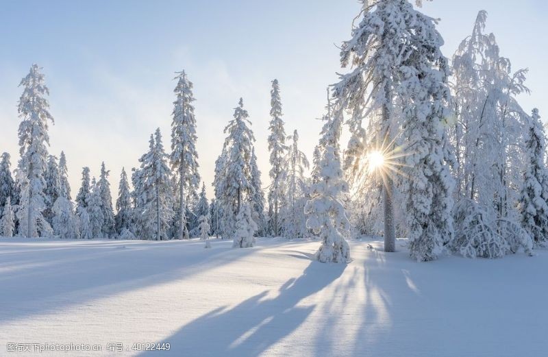 大树素材雪景图片