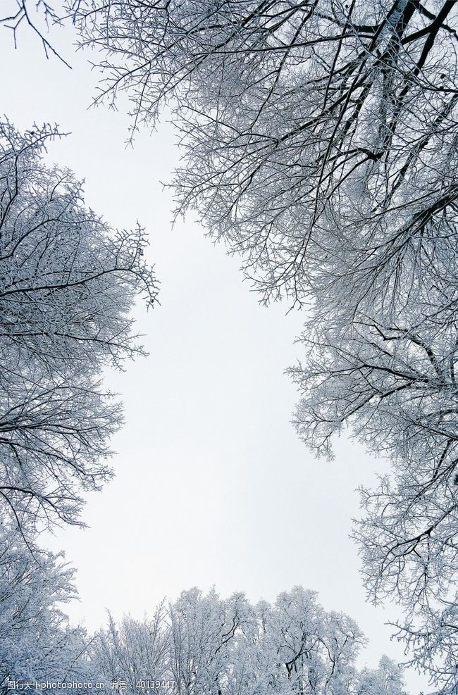 日化素材雪树林图片