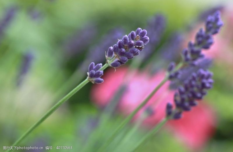 紫色花朵薰衣草图片