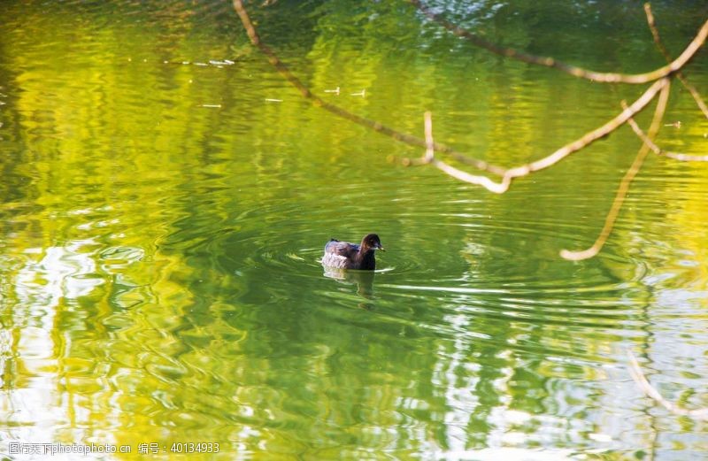 水中的鸭子鸭子图片