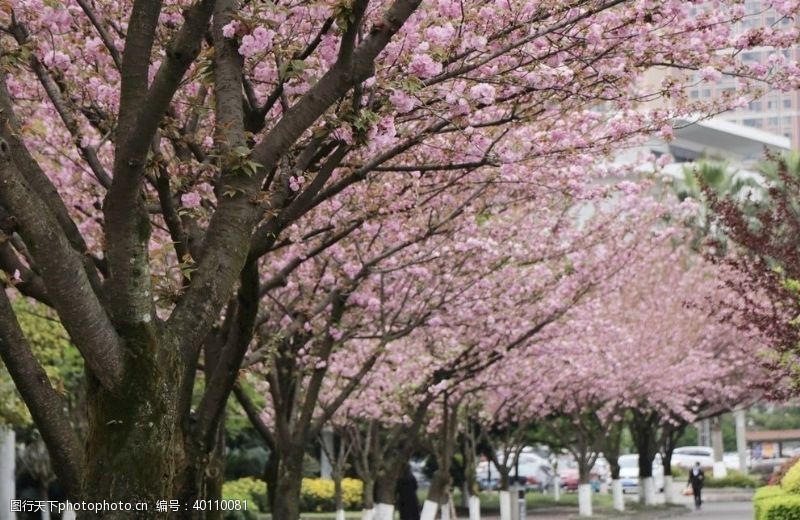 边界樱花树图片