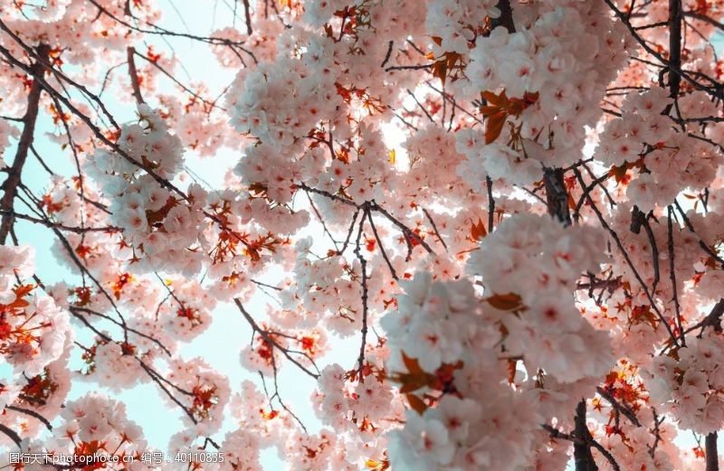 日本旅游樱花图片