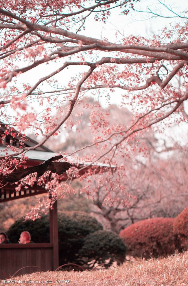 日本旅游文化樱花图片