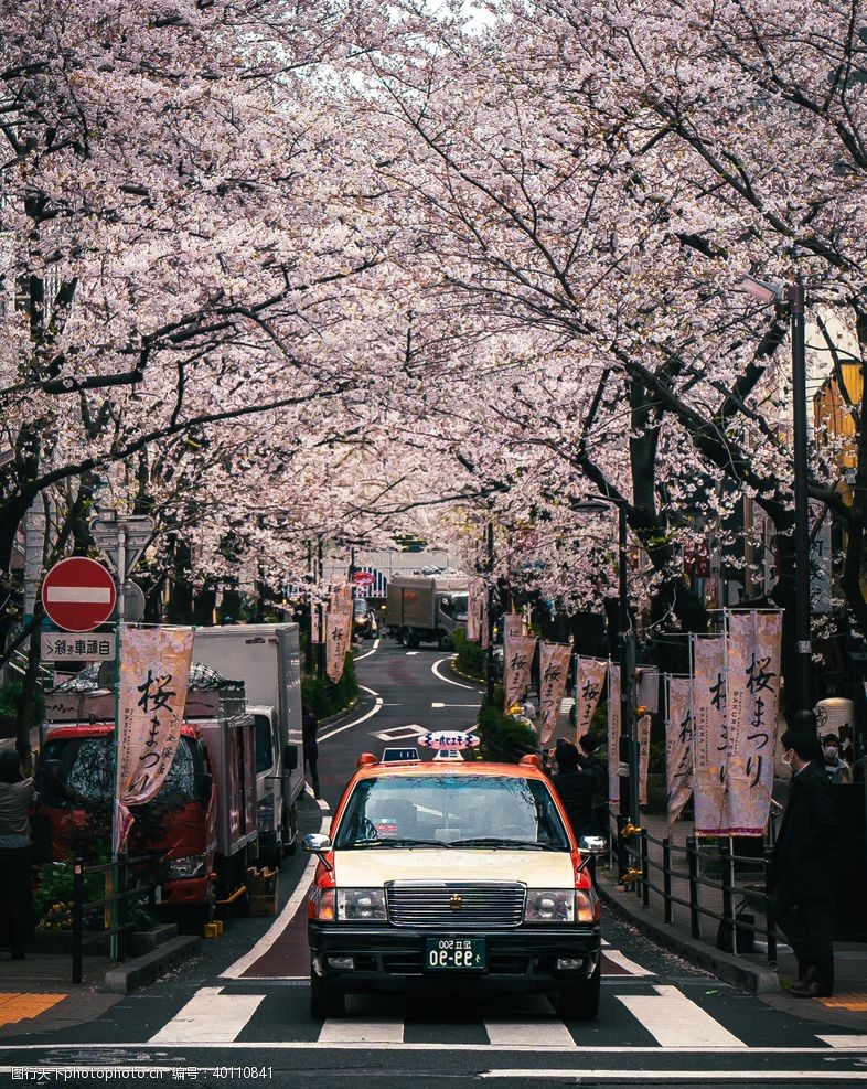 唯美樱花节樱花图片
