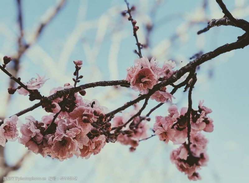 樱桃展板樱花图片