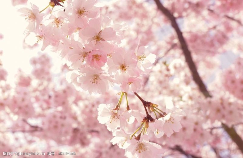 樱花节樱花图片
