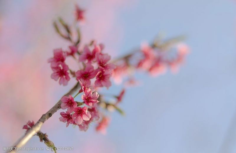 樱桃文化樱花图片