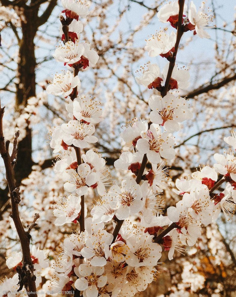 樱桃樱花图片