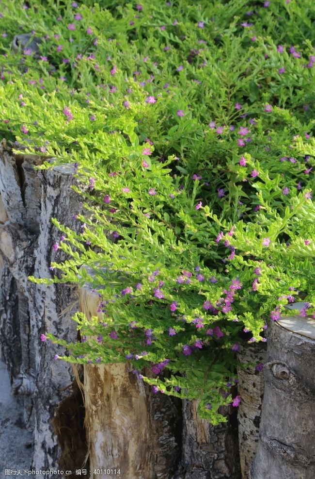 满花园林风景图片