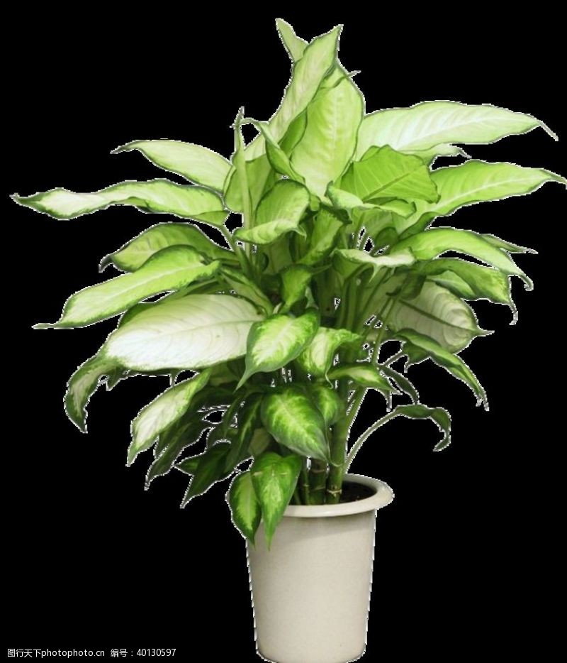 室内植物植物绿植盆栽素材图片