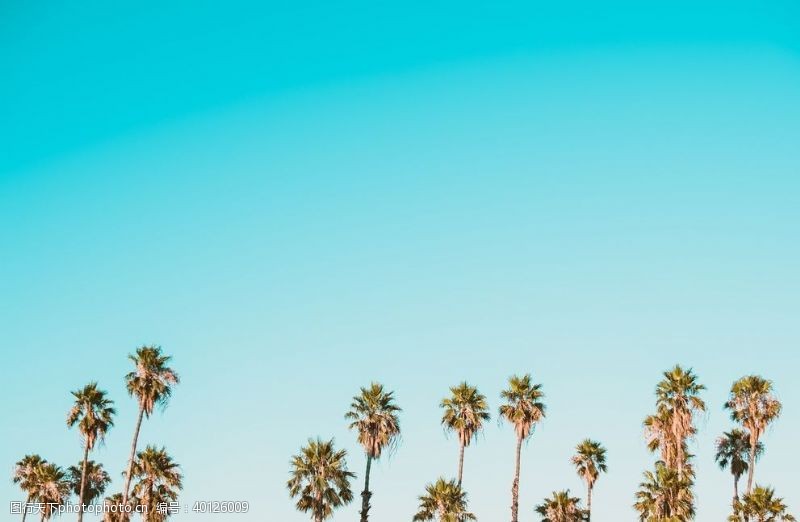 蓝天沙滩棕榈树图片